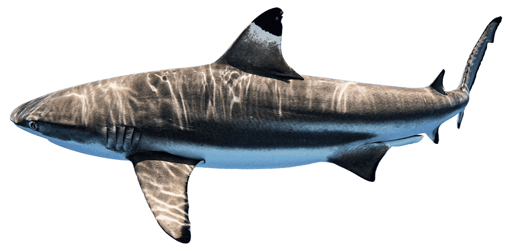 Requin pointe noire